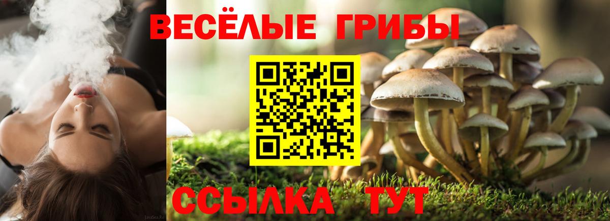 Галлюциногенные грибы Psilocybe Великий Устюг